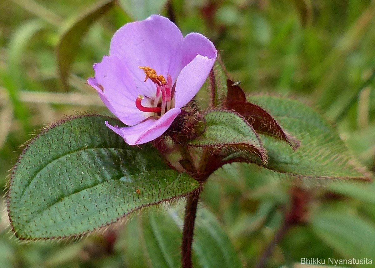 Osbeckia parvifolia Arn.